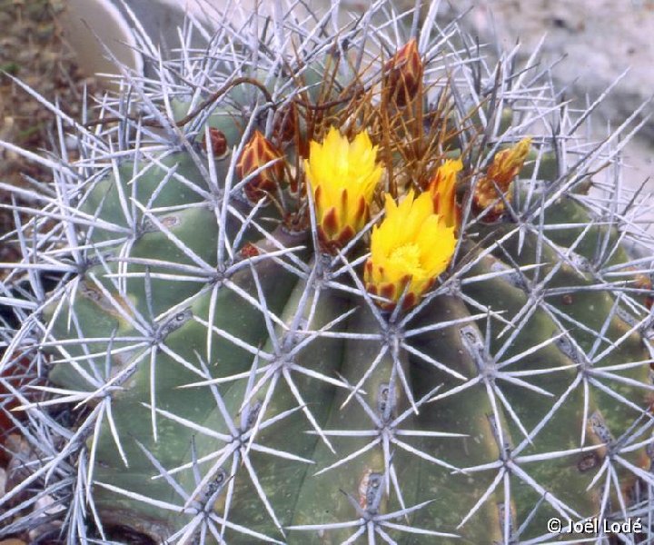 Ferocactus lindsayi ©JL